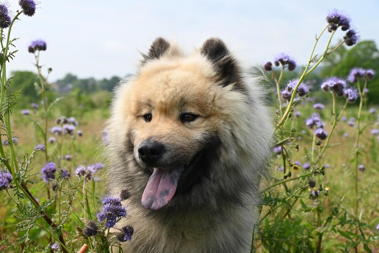 Whakaora - Ameliorer la digestion de votre chien avec des plantes medicinales
