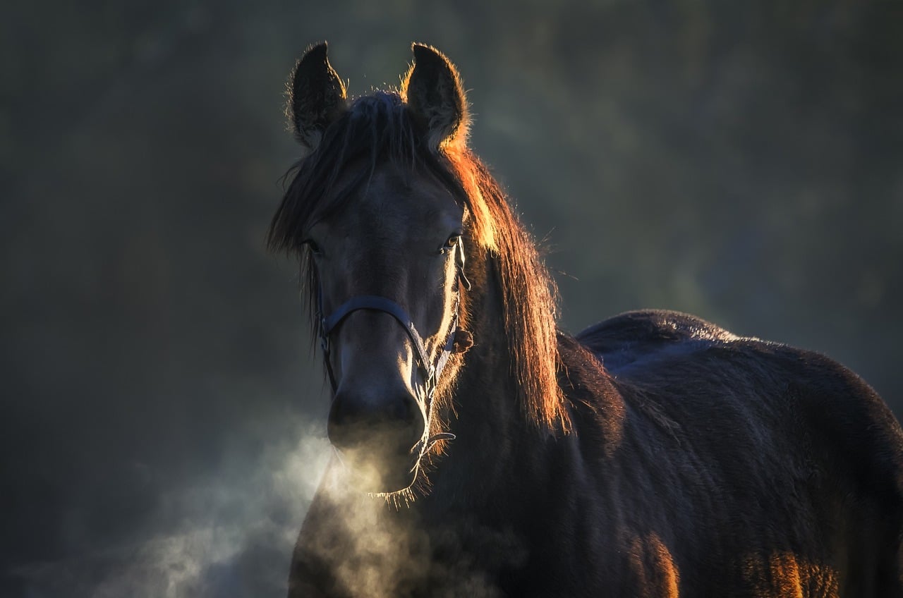 Whakaora - La phytothérapie pour le soutien respiratoire des chevaux des solutions naturelles pour des voies respiratoires saines