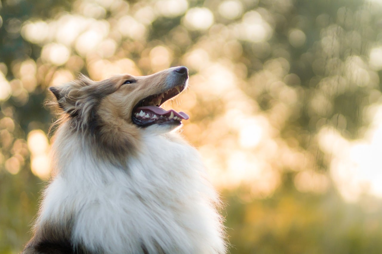 Whakaora - Maintenir une peau saine et un pelage brillant a votre chien grace à la phytotherapie