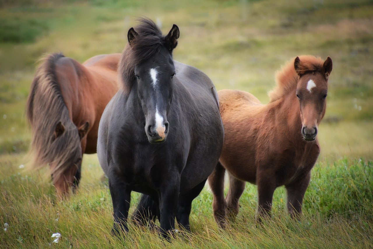 Phytothérapie pour la gestion du poids et le métabolisme des chevaux
