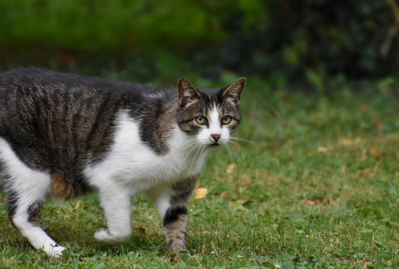 Whakaora - Soulager les articulations de votre chat les meilleures solutions naturelles