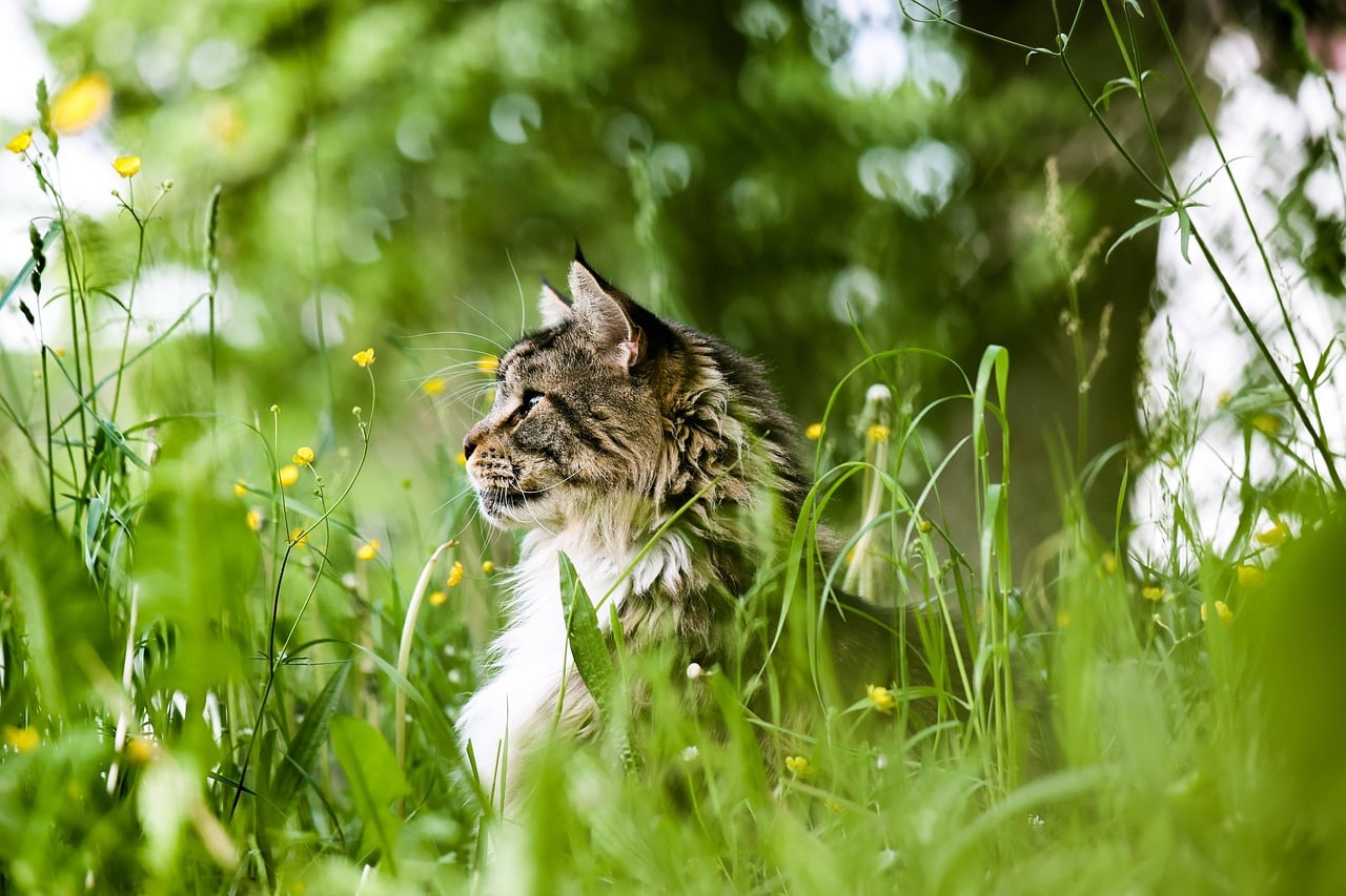 Soins naturels pour la peau et le pelage de votre chat - Phytothérapie pour chat